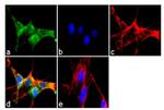 IkB alpha Antibody in Immunocytochemistry (ICC/IF)