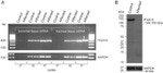 GAPDH Antibody in Western Blot (WB)