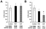 Connexin 40 Antibody in Western Blot (WB)