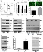 GAPDH Antibody in Western Blot (WB)