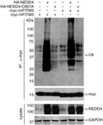 GAPDH Antibody in Western Blot (WB)