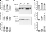 GAPDH Antibody in Western Blot (WB)