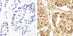 GAPDH Antibody in Immunohistochemistry (Paraffin) (IHC (P))