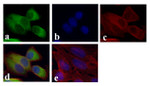 GAPDH Antibody in Immunocytochemistry (ICC/IF)