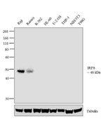 IRF8 Antibody in Western Blot (WB)