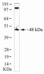 IRF8 Antibody in Western Blot (WB)