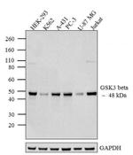 GSK3B Antibody in Western Blot (WB)