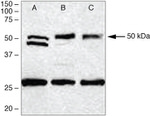 PDGF-D Antibody in Western Blot (WB)