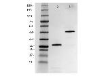 HER2 Fab Antibody in SDS-PAGE (SDS-PAGE)