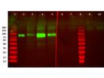 HER2 Fab Antibody in Western Blot (WB)