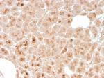 LMO2 Antibody in Immunohistochemistry (Paraffin) (IHC (P))