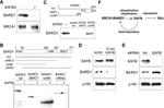 MYBBP1A Antibody in Western Blot (WB)