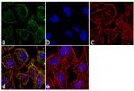 MYBBP1A Antibody in Immunocytochemistry (ICC/IF)