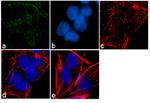 PDE4B Antibody in Immunocytochemistry (ICC/IF)