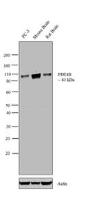 PDE4B Antibody in Western Blot (WB)