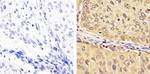 FBXW7 Antibody in Immunohistochemistry (Paraffin) (IHC (P))