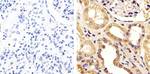 FBXW7 Antibody in Immunohistochemistry (Paraffin) (IHC (P))