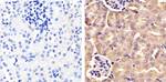 FBXW7 Antibody in Immunohistochemistry (Paraffin) (IHC (P))