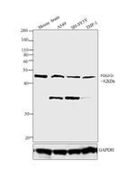 PDGF-D Antibody in Western Blot (WB)