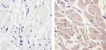 PDGF-D Antibody in Immunohistochemistry (Paraffin) (IHC (P))