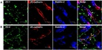 ZO-2 Antibody in Immunohistochemistry (IHC)