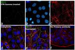 ZO-1 Antibody in Immunocytochemistry (ICC/IF)