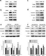 ZO-1 Antibody in Western Blot (WB)