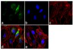 Arfaptin 2 Antibody in Immunocytochemistry (ICC/IF)