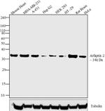 Arfaptin 2 Antibody in Western Blot (WB)