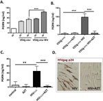 PCDGF Antibody in ELISA (ELISA)