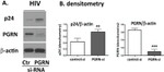 PCDGF Antibody in Western Blot (WB)