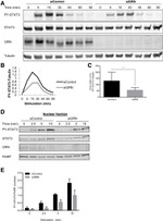 PCDGF Antibody in Western Blot (WB)