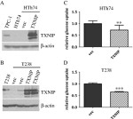 TXNIP Antibody in Western Blot (WB)