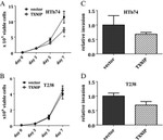 TXNIP Antibody in Western Blot (WB)