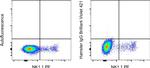 Syrian Hamster IgG Isotype Control in Flow Cytometry (Flow)