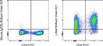 c-MAF Antibody in Flow Cytometry (Flow)