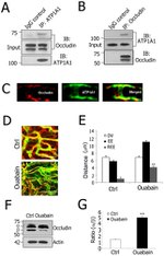 Occludin Antibody in Western Blot, Immunocytochemistry, Immunoprecipitation (WB, ICC/IF, IP)