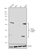 Occludin Antibody