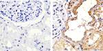 Occludin Antibody in Immunohistochemistry (Paraffin) (IHC (P))