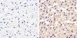 Occludin Antibody in Immunohistochemistry (Paraffin) (IHC (P))