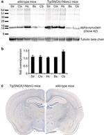 beta Tubulin Loading Control Antibody in Western Blot (WB)