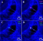 GJA10 Antibody in Immunocytochemistry (ICC/IF)