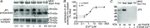 JPH1 Antibody in Western Blot (WB)