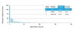 Lactotransferrin/Lactoferrin/LTF Antibody in Peptide array (ARRAY)