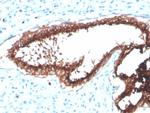 Lactotransferrin/Lactoferrin/LTF Antibody in Immunohistochemistry (Paraffin) (IHC (P))