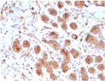 Lactotransferrin/Lactoferrin/LTF Antibody in Immunohistochemistry (Paraffin) (IHC (P))