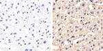 Occludin Antibody in Immunohistochemistry (Paraffin) (IHC (P))