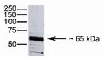 Occludin Antibody in Western Blot (WB)