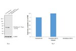 Metadherin Antibody in Western Blot (WB)