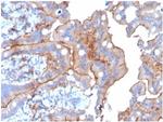 CD205/LY75/DEC-205 Antibody in Immunohistochemistry (Paraffin) (IHC (P))